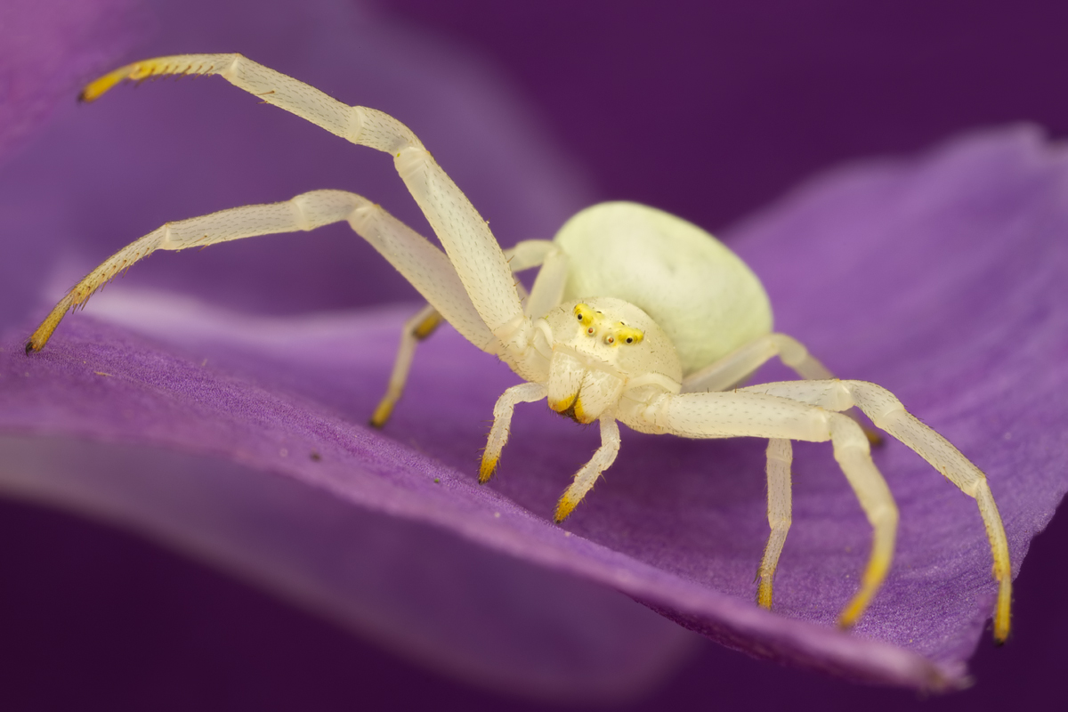 Crab Spider - Misumena vatia 1